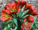 1.1-2025 Seedlist - Poison x Stargreen4africa (Price is per packet of 2 seeds, Quantity is number of packets you are purchasing)