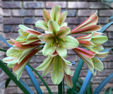 Seedling - Viking x Stargreen-X