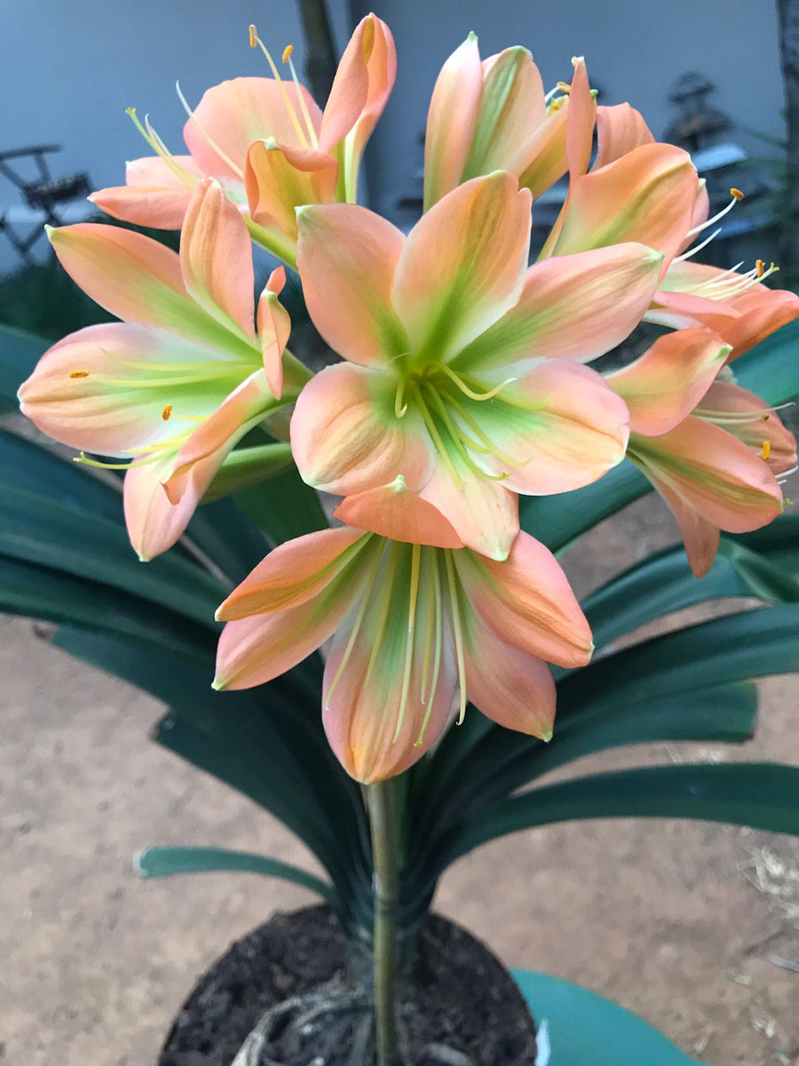 Seedlings Dagga Cookie X Zol Clivias4africa.co.za