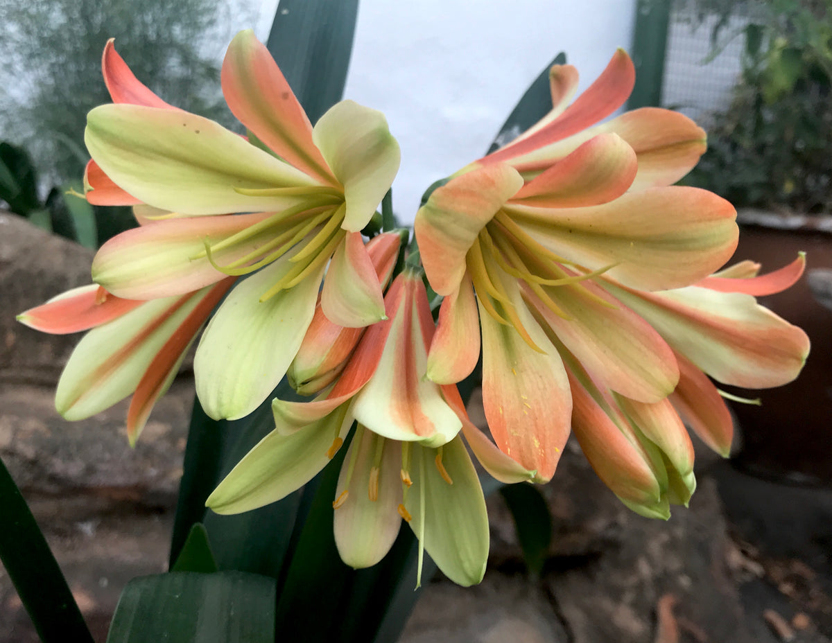 45-2022 Seedlist - St. Joseph (St. Joseph lily shaped flowers) x
