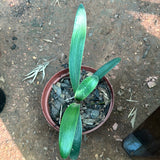 Seedlings - African Lighthouse x Hattori Pico Perfect