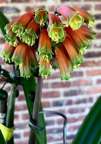 Mature/Flowering Clivia - Genesis