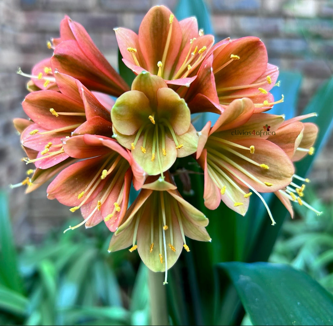 flower様 Products – Page 40 – Clivias4africa.co.za
