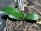 (Seedlings - Broadleaf Daruma x Hattori Pico Perfect
