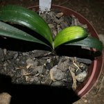 Seedlings - African Lighthouse x Stargreen4africa