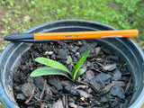 Seedling - Miniature Prince of Pretoria x Self