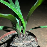 Two Twin Seedlings - Braveheart (Ngome Interspec) x Green Sun