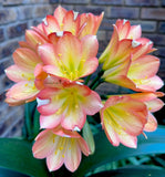Seedlings - Stargreen Desert Rose x Hattori Coral