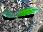(Seedlings - Broadleaf Daruma x Hattori Pico Perfect