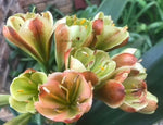 Seedlings - 777 Emerald Flame x Miniature Hattori clivia