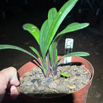 Triplet Seedlings (3 seedlings) - Lady Danger x Self