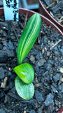 Seedling - Variegated x Self (No2)