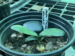 Seedlings - Miniature seedling - Hattori Florida x Self