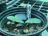 Seedlings - Miniature seedling - Hattori Florida x Self