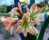 268-2026 Seedlist - Stargreen line breeding!! - Stargreen Desert Versi x Stargreen Xtreme (Price is per packet of 2 seeds, Quantity is number of packets you are purchasing)