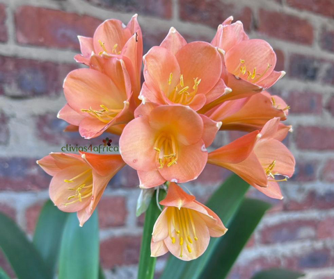 Offsets for Sale | Top Genetics! (only for shipping in South