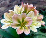 270-2026 Seedlist - Hattori Florida x Hester’s Pride (Price is per packet of 2 seeds, Quantity is number of packets you are purchasing)