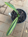 Seedlings - Variegated Broadleaf x Variegated Ngome Interspec