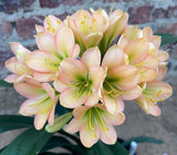 103-2026 Seedlist - PPD x Grietjie (Price is per packet of 2 seeds, Quantity is number of packets you are purchasing)