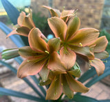 117-2026 Seedlist - Hesters Pride x Bravo (Price is per packet of 2 seeds, Quantity is number of packets you are purchasing)