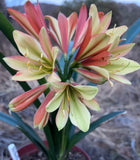 208-2026 Seedlist - Stargreen Red Roman x Oriental Star (Price is per packet of 2 seeds, Quantity is number of packets you are purchasing)