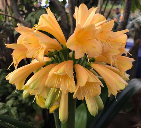 Seedlings - Show Winning Apricot Interspecific x Self