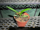 Seedlings- Star Dream x Hattori Pico Perfect