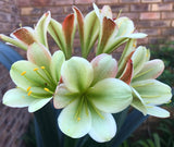 239-2026 Seedlist - 777 Oh so Sassy x 777 Oh so Versi (Price is per packet of 2 seeds, Quantity is number of packets you are purchasing)