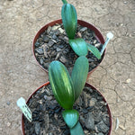 Seedlings - Salmon Rose, Multipetal bronze x Self