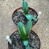 Seedlings - Salmon Rose, Multipetal bronze x Self