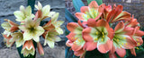 127-2026 Seedlist - Stargreen line breeding!! - Stargreen Firefox x Star-Struck (Price is per packet of 2 seeds, Quantity is number of packets you are purchasing)