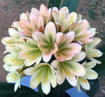 250-2025 Seedlist - 777 Sweet Caroline x Self (Price is per packet of 2 seeds, Quantity is number of packets you are purchasing)