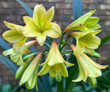 282-2026 Seedlist - Free Spirit x Desert Warrior (Price is per packet of 2 seeds, Quantity is number of packets you are purchasing)