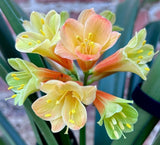 304-2026 Seedlist - Fruits of the Forest x Stargreen 72 (Price is per packet of 2 seeds, Quantity is number of packets you are purchasing)