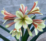 183-2026- Seedlist - Stargreen line breeding!! - Stargazer x Stargreen Fearless (Price is per packet of 2 seeds, Quantity is number of packets you are purchasing)