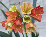 311-2026 Seedlist - Jungle Fire x Stargreen4africa (Price is per packet of 2 seeds, Quantity is number of packets you are purchasing)