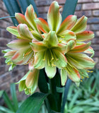 22-2026 Seedlist - Stargreen line breeding!! - Stargreen 72 x Stargreen Desert Spider (Price is per packet of 2 seeds, Quantity is number of packets you are purchasing)