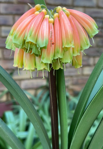 Young plant - Dancing Fairy (Gardenii Blush Green Tips) x Tselane (Hattori Blush)