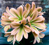 252-2026 Seedlist - Boerseun x Hester’s Pride (Price is per packet of 2 seeds, Quantity is number of packets you are purchasing)