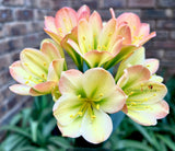 Seedlings - Hattori Q x Stargreen Desert Rose