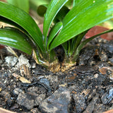 Seedlings - Twin Seedlings - Green Sun x Tabasco