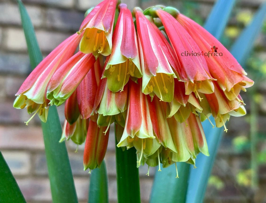Products – Page 40 – Clivias4africa.co.za