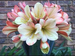 123-2025 Seedlist - Stargreen line breeding!! - Star Dream x Stargreen Dusty Rose (Price is per packet of 2 seeds, Quantity is number of packets you are purchasing)