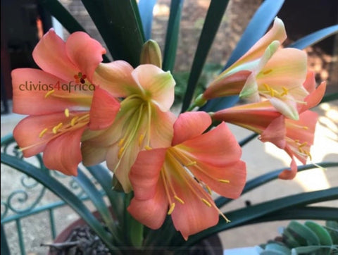 Seedlings - Curley Coral x Tabasco