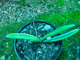 Seedling - Kwagga 1 x Self (Yellow variegated)
