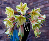 285-2026 Seedlist - Fairy Green x Oriental Star (Price is per packet of 2 seeds, Quantity is number of packets you are purchasing)