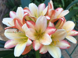 Seedlings - Chiffon Green Throat x Lipstick Dipstick