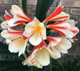 106-2026 Seedlist - Stargreen Coral x Flintstone Gold (Price is per packet of 2 seeds, Quantity is number of packets you are purchasing)