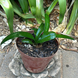 Seedlings - Twin Seedlings - Green Sun x Tabasco