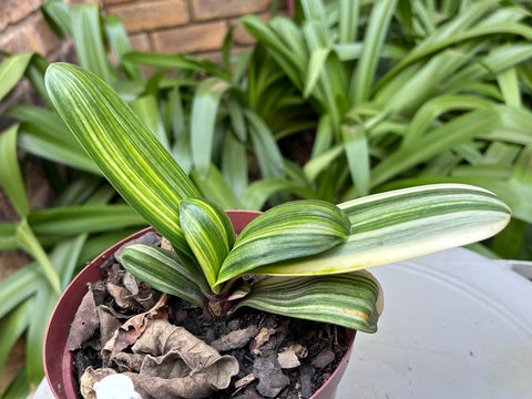 Seedlings - Variegated Broadleaf Daruma x MP Broadleaf Hattori